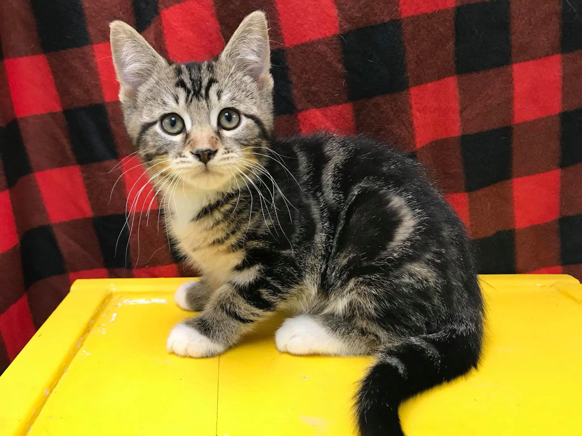 Animal Shelter offers halfprice cat adoptions Nodaway News