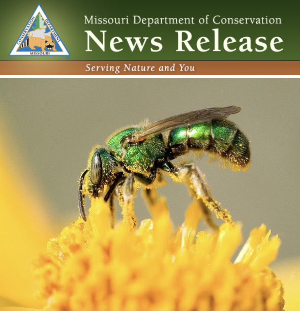 Effektivitet Forfølge for mig MDC urges public to “bee-friend” native pollinators - Nodaway News